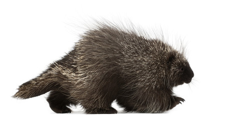 North American Porcupine, Erethizon dorsatum