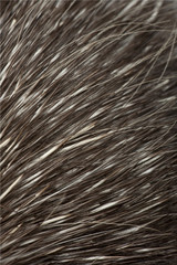 North American Porcupine, Erethizon dorsatum
