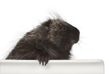 North American Porcupine, Erethizon dorsatum