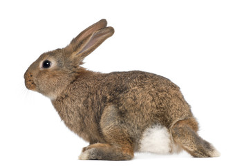 Rabbit against white background