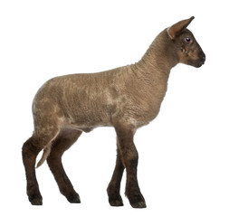 Fototapeta premium Lamb standing against white background