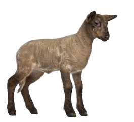 Lamb standing against white background