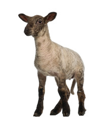 Fototapeta premium Lamb standing against white background