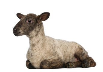 Lamb lying against white background