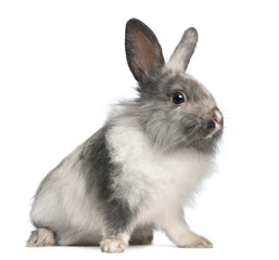 Rabbit sitting against white background