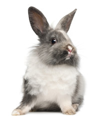 Rabbit sitting against white background