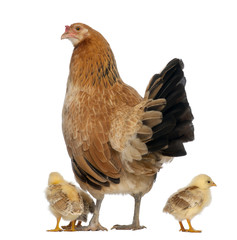 Hen with its chicks against white background