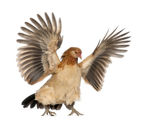 Hen flying against white background