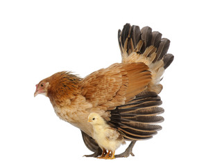 Hen protecting its chick against white background