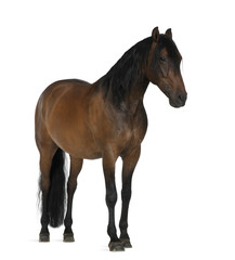 Crossbreed horse against white background