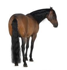 Crossbreed horse against white background