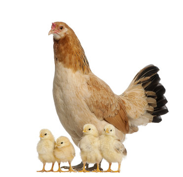 Hen with its chicks against white background