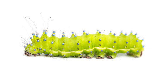 Caterpillar of the Giant Peacock Moth, Saturnia pyri