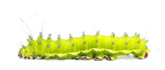Fototapeta premium Caterpillar of the Giant Peacock Moth, Saturnia pyri