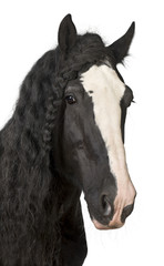Portrait of Shire Horse against white background