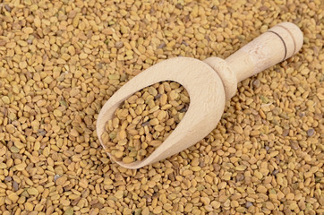 Fenugreek seed in a wooden spoon , seasoning.