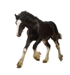 Shire horse foal galloping against white background