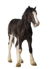 Shire horse foal standing against white background