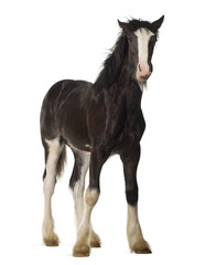 Obraz na płótnie Canvas Shire horse foal standing against white background
