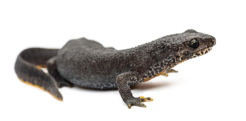 Alpine Newt, Ichthyosaura alpestris