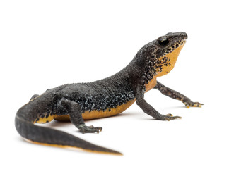 Alpine Newt, Ichthyosaura alpestris