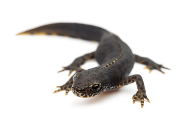 Alpine Newt, Ichthyosaura alpestris