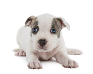 Portrait of American Staffordshire Terrier Puppy lying