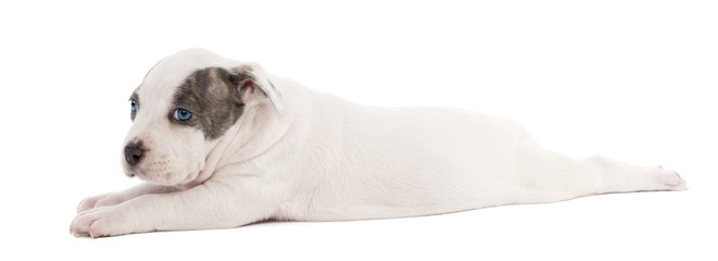 Portrait of American Staffordshire Terrier Puppy lying
