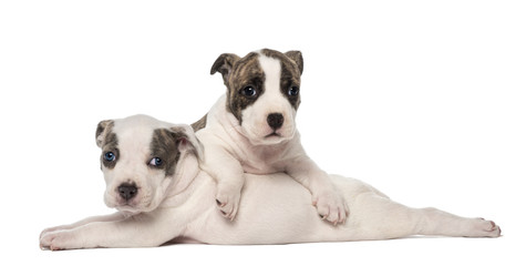 Portrait of American Staffordshire Terrier Puppies lying