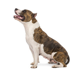 American Staffordshire Terrier sitting and looking up