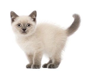 Fototapeta na wymiar Portrait of British Shorthair Kitten, 10 weeks old
