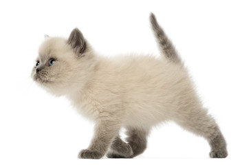 British Shorthair Kitten walking, 9 weeks old