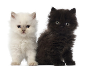 Fototapeta na wymiar Portrait of British Longhair Kitten posiedzenia, 5 tygodni