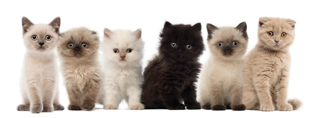 Group of British shorthair and British longhair kittens - Powered by Adobe