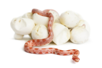Corn snake hatching, Pantherophis guttatus guttatus