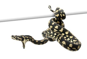 Jungle carpet python attacking, Morelia spilota cheynei