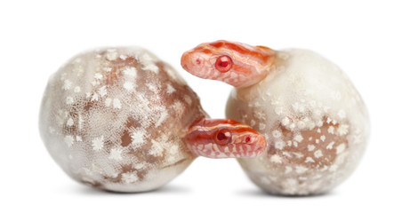 Corn snake hatching, Pantherophis guttatus guttatus