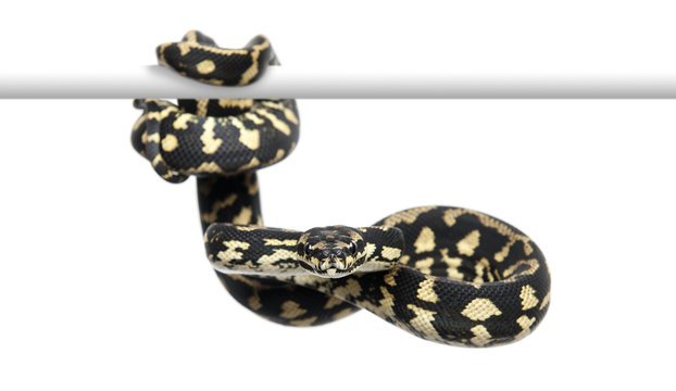 Jungle carpet python, Morelia spilota cheynei