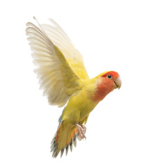 Rosy-faced Lovebird flying, Agapornis roseicollis