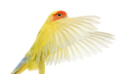 Portrait of Rosy-faced Lovebird flying, Agapornis roseicollis
