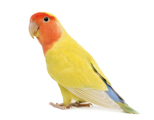 Portrait of Rosy-faced Lovebird, Agapornis roseicollis