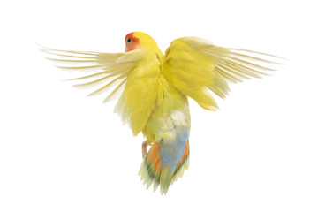 Obraz premium Rosy-faced Lovebird flying, Agapornis roseicollis