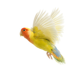 Rosy-faced Lovebird flying, Agapornis roseicollis