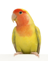 Rosy-faced Lovebird, Agapornis roseicollis