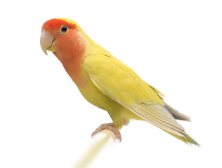 Portrait of Rosy-faced Lovebird, Agapornis roseicollis