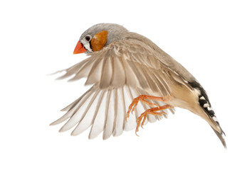 Zebra Finch flying, Taeniopygia guttata