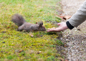 Squirrels in the park in Vienna