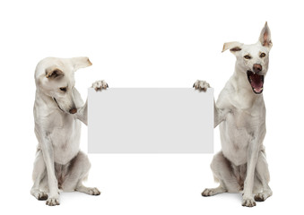 Two Crossbreed dogs sitting and holding white sign against white