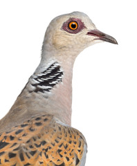 European Turtle Dove, Streptopelia turtur