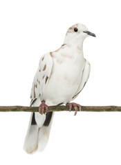 African Collared Dove perched on branch